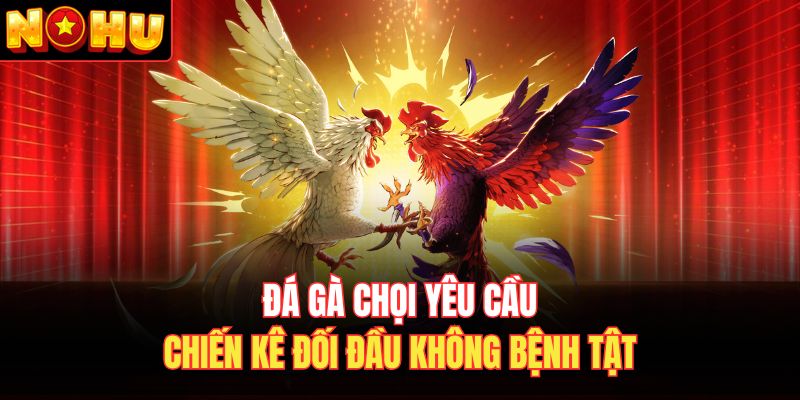 Đá gà chọi yêu cầu chiến kê đối đầu không bệnh tật