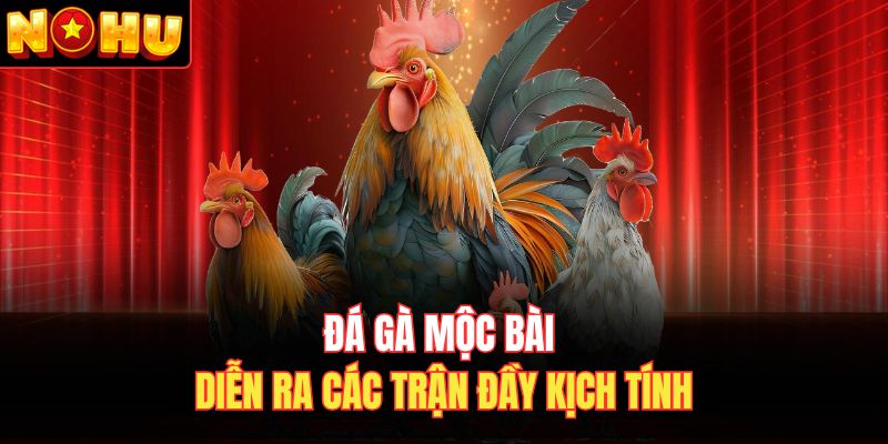 Đá gà Mộc Bài diễn ra các trận đầy kịch tính