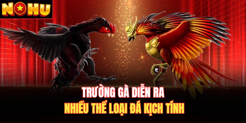 Trường gà diễn ra nhiều thể loại đá kịch tính