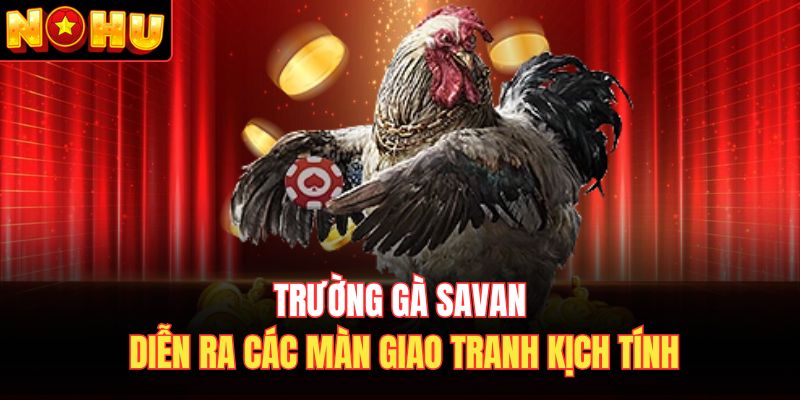 Trường gà Savan diễn ra các màn giao tranh kịch tính